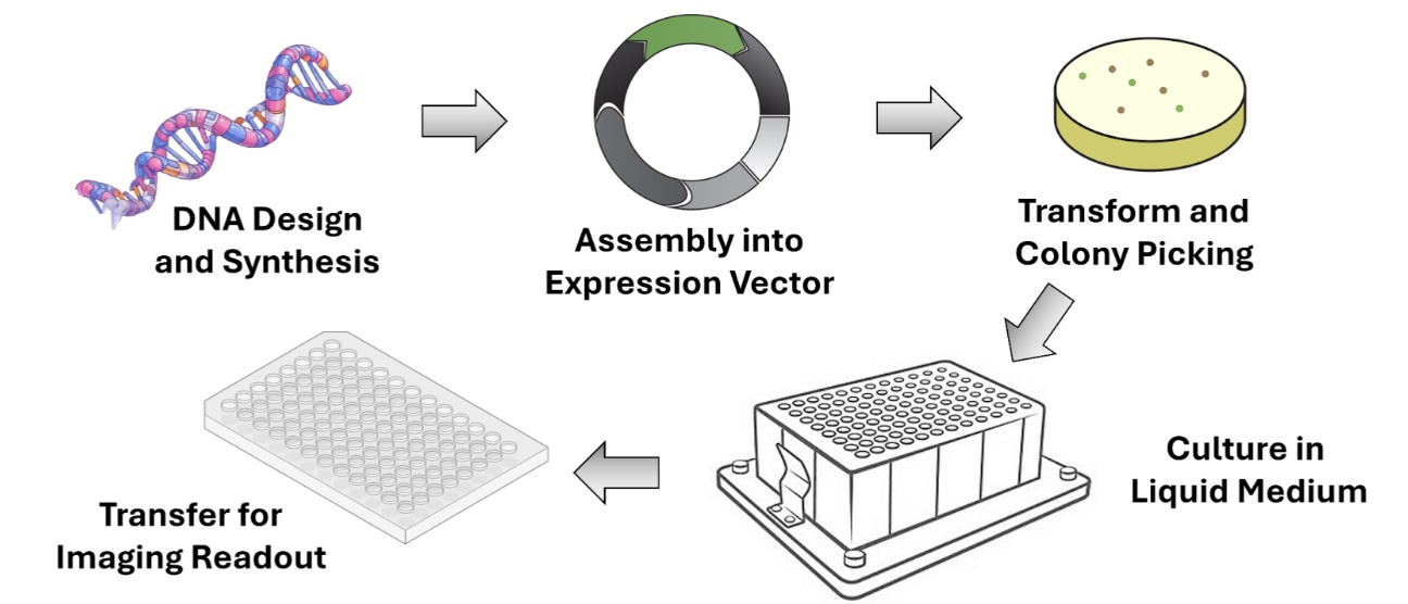 A diagram illustrating the experimental workflow